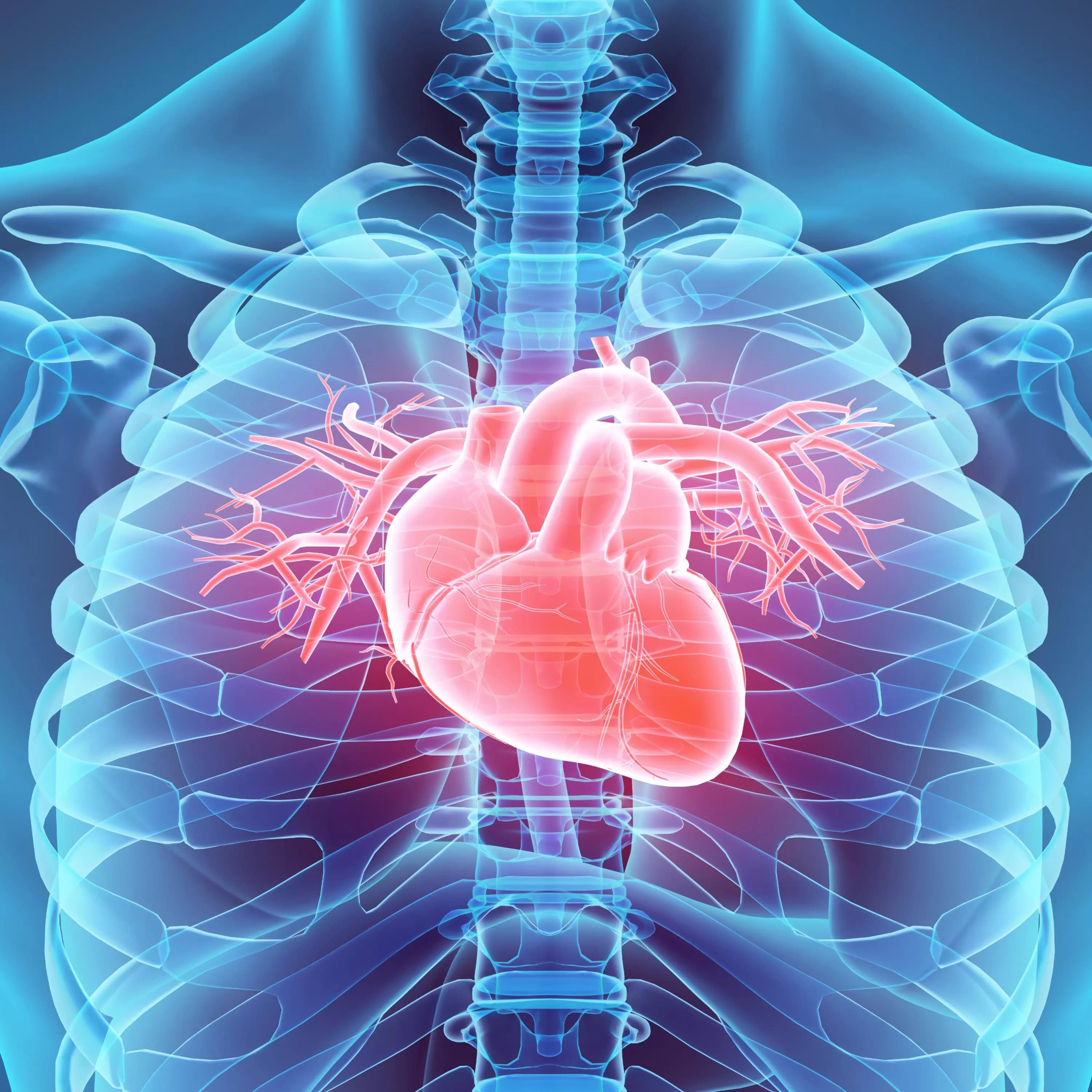 Cardiovascular Health Heart
